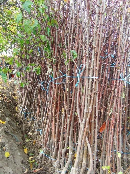 Овощни дървета разсад!