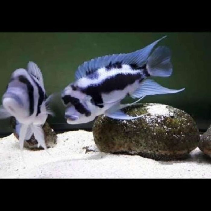 Фронтоза Черная вдова