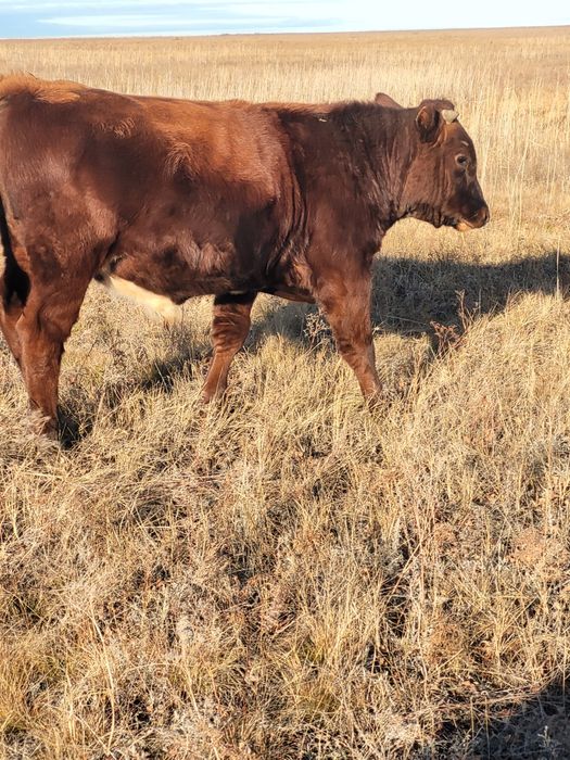 Продам подсосных быков