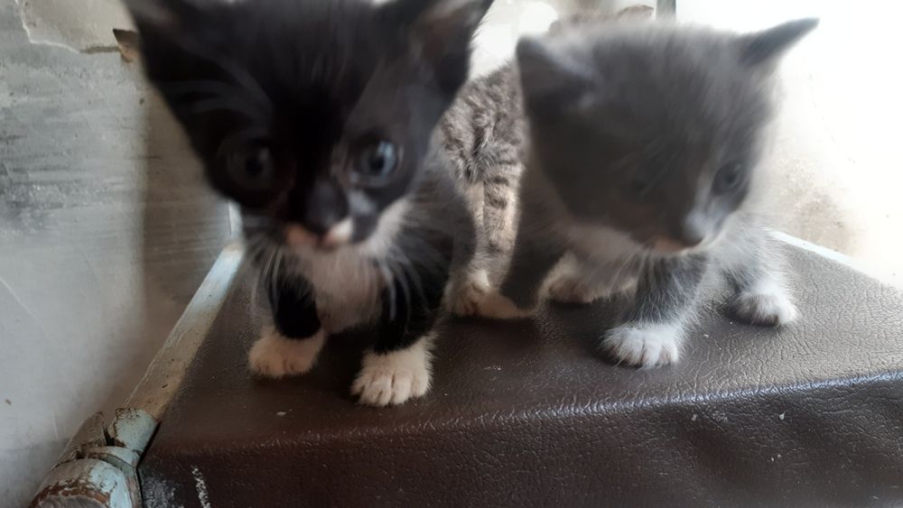 3 котят и мама кошка