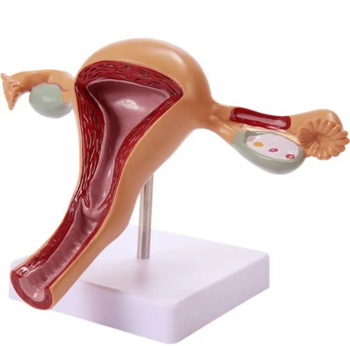 Anotomik mulyaj maket model.Анатомические модели муляжи макеты скелеты