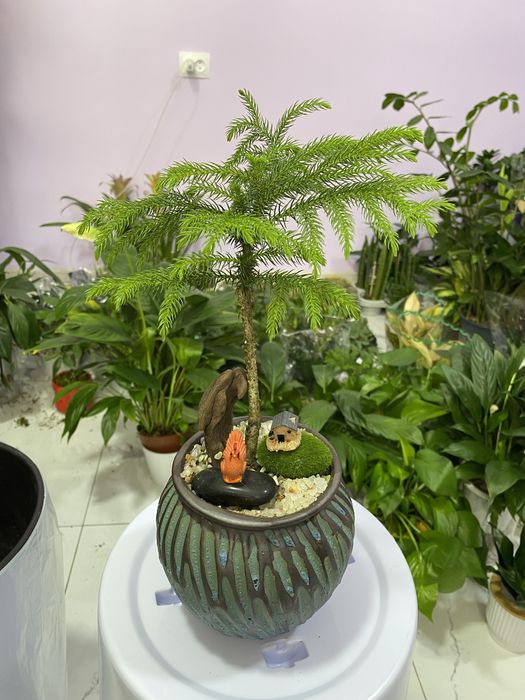 Цветы для дома и офиса. В скидочных ценах