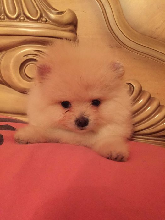 щенки шпица разного окраса