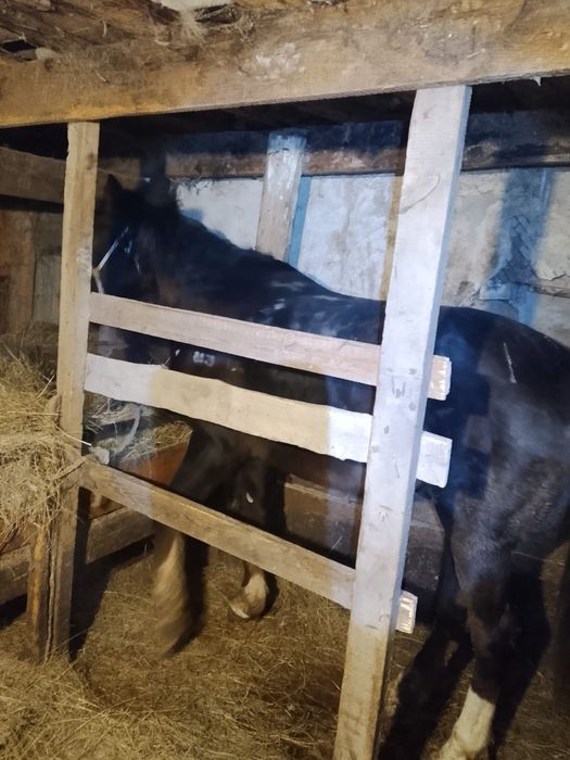 Продаются  жеребцы