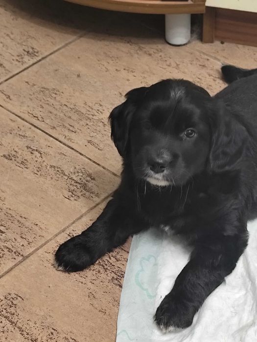 Подаряват се на грижовни стопани!