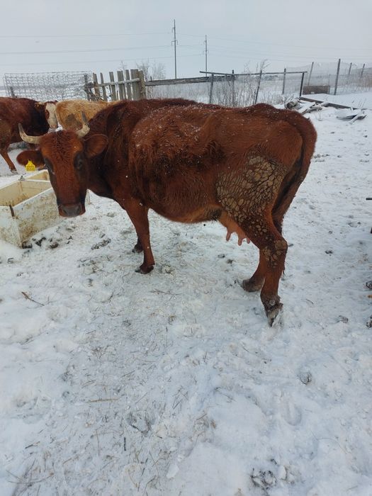 Крс сельхоз животное