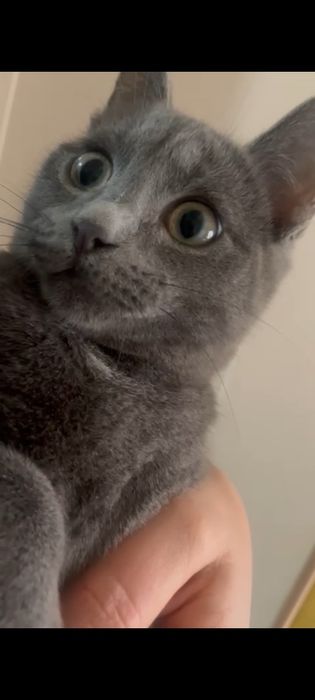 Продам котенка британец