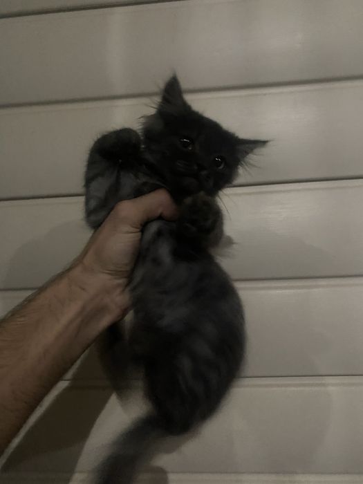 Отдам Котят даром в хорошие руки