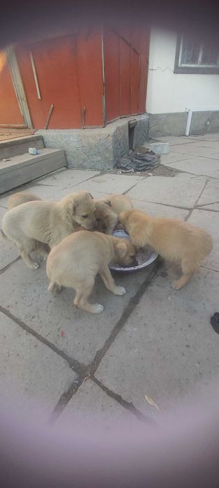 Отдам щенков бесплатно