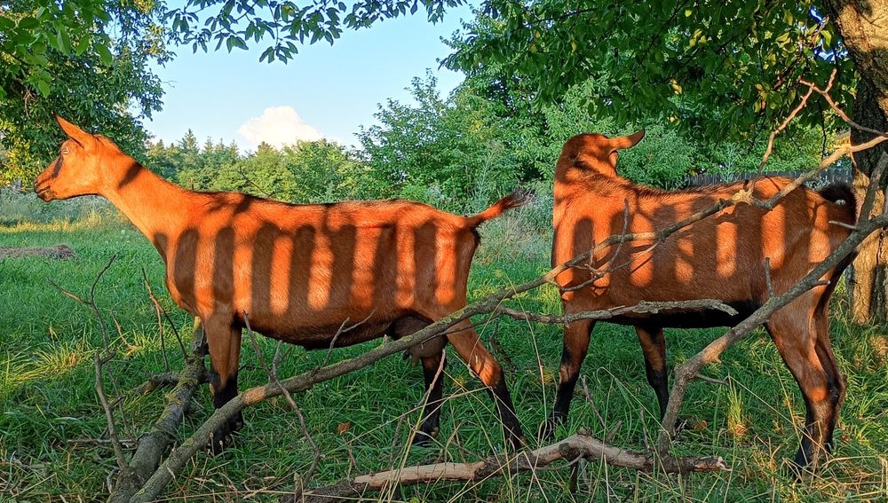 Capre Alpina Franceza, capre și țapi