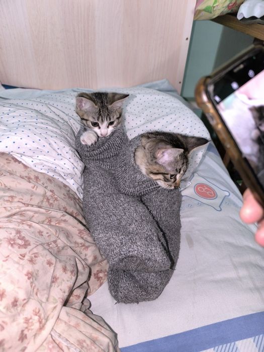 Отдам котеночка в добрые руки