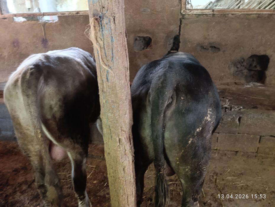 Продам двух хороших быков