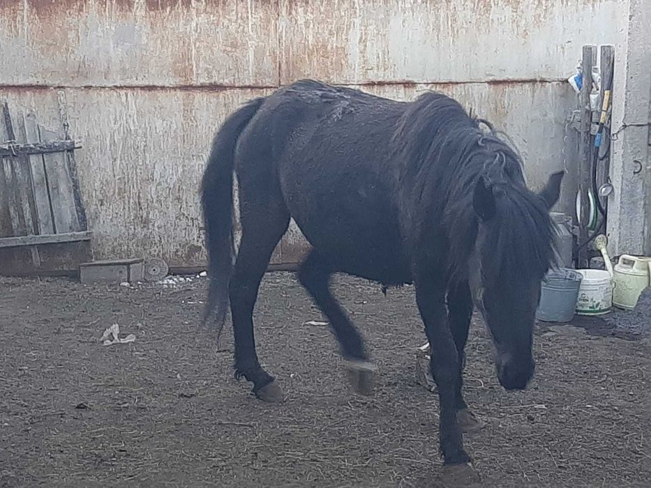 3 бас жылқы сатылады! / Продаются лошади!