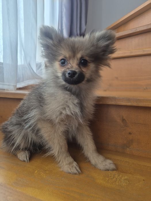 Spitz  Pomeranian