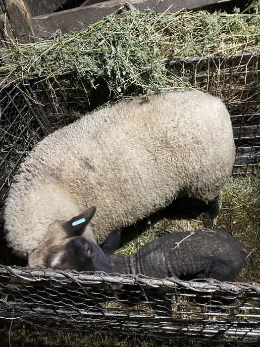 Vand oi rasa suffolk