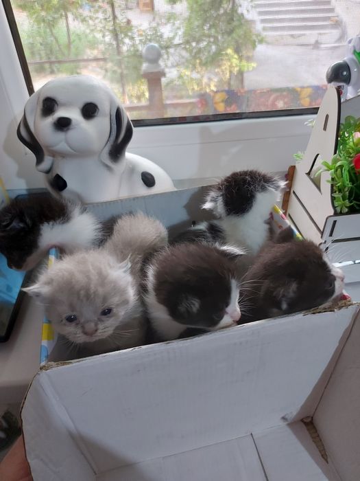 Сотилади Чиройли