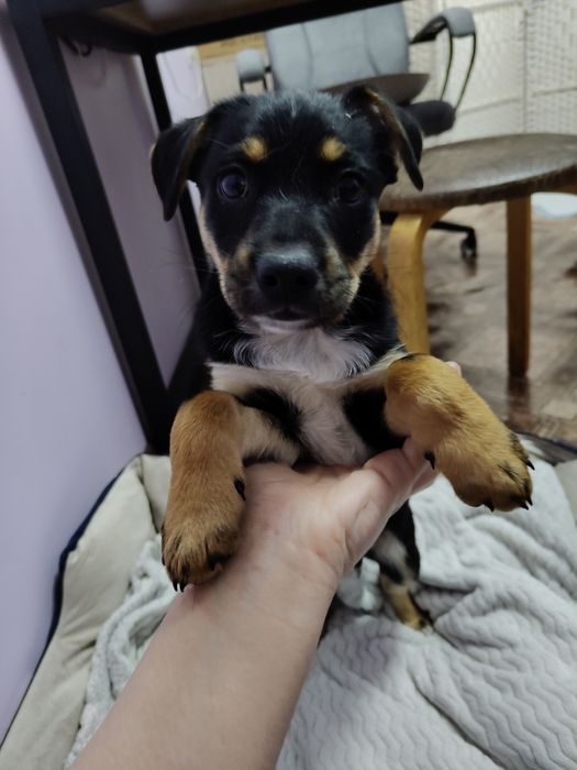 Щенок в ответственные руки