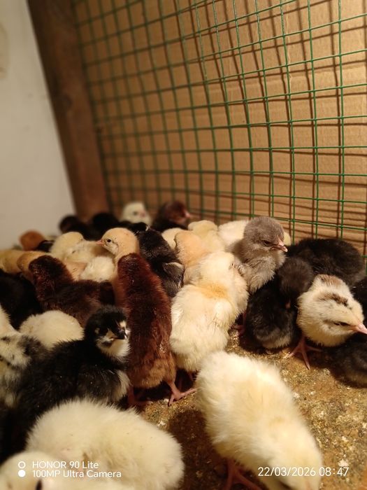 Цыплята домашние