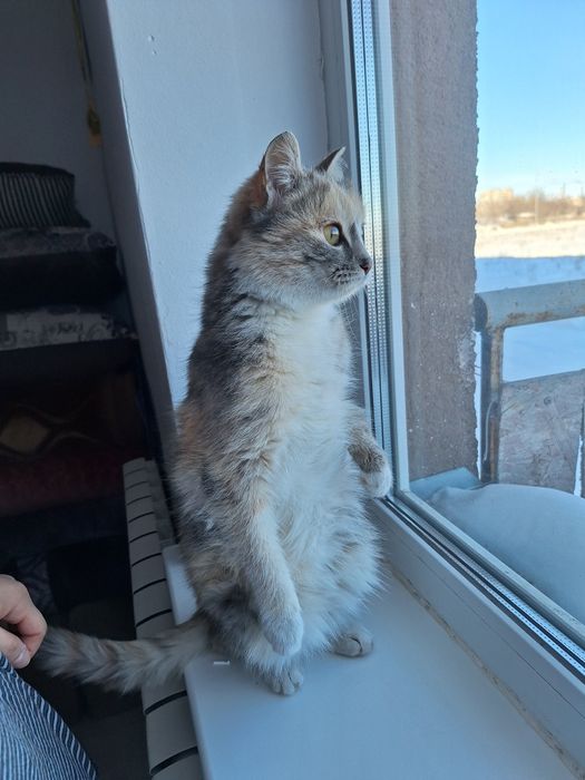 Отдам кошку в добрые руки