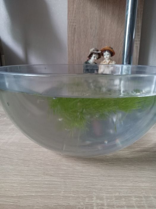 Продам мальков гуппи, улитки и корм для рыб