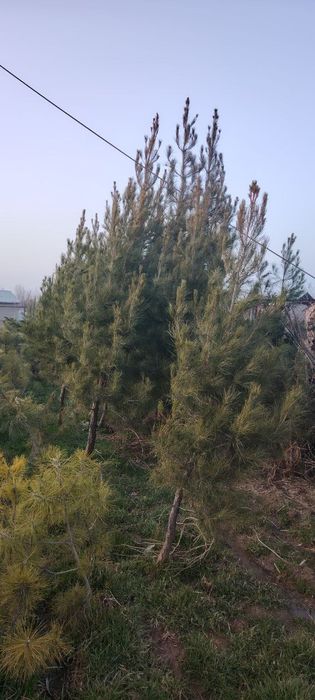 Archa va har xil turdagi gullar