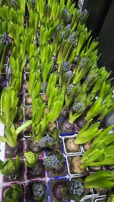 Цветы. Комнатные цветы. Цветы к 8 марта.