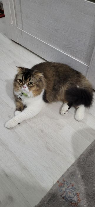 Мушук лотокка урганган акилли