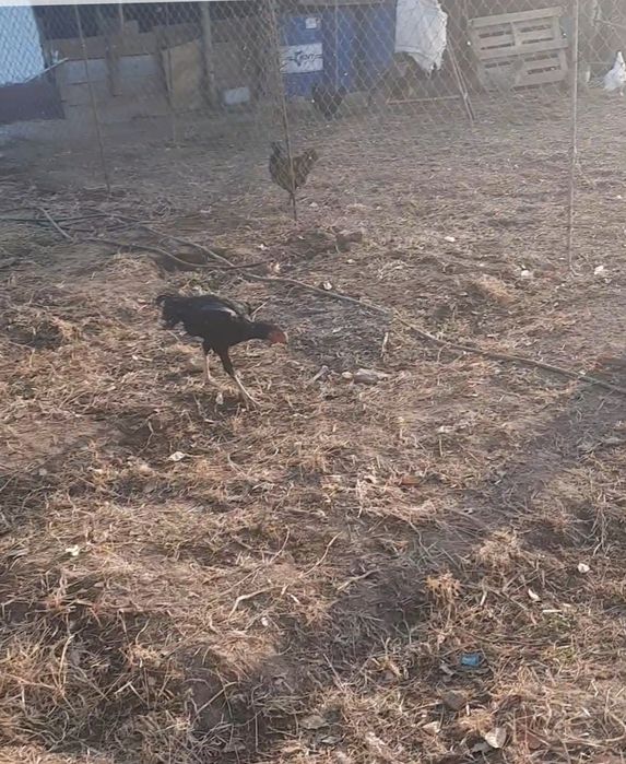 Дакан қораз сатылады