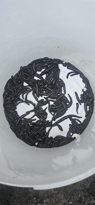 Сүлік сатылады емдік