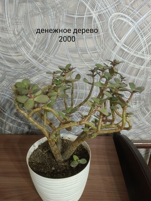 Продаю цветы комнатные