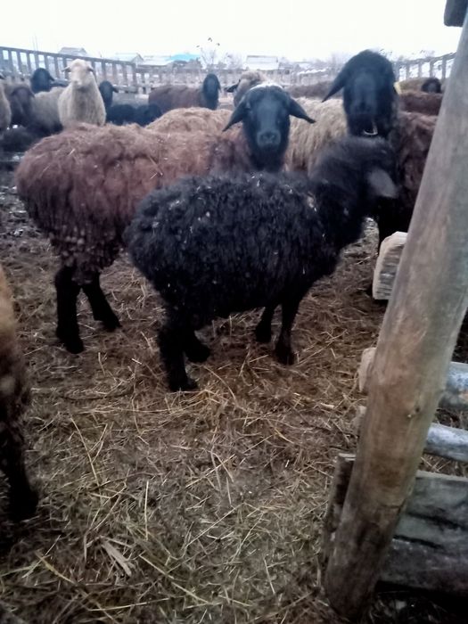 Продаются овечки с ягнятами