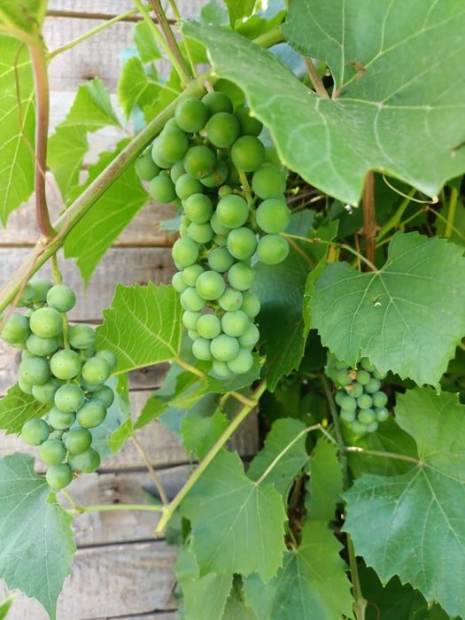 Прожам дачу на СПП