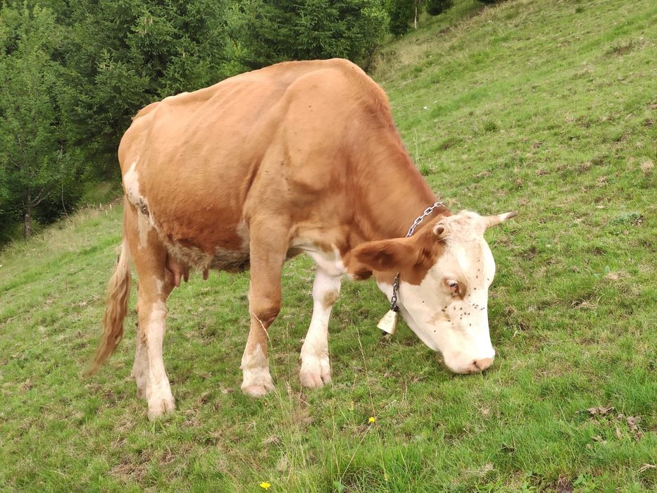 Juninca de vanzare