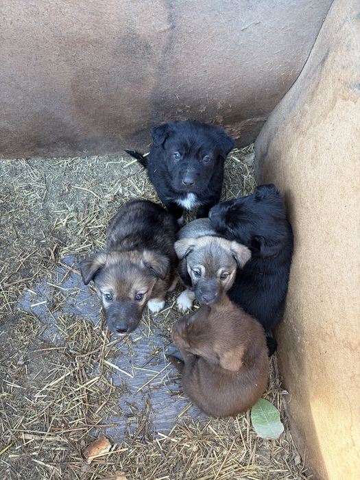 Отдам щенят в добрые руки