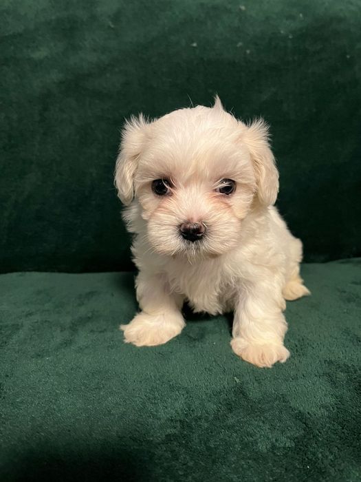 Vand bichon maltez