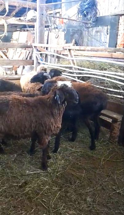 Бараны Баран Козел қошқар, ешкі, ет үшін