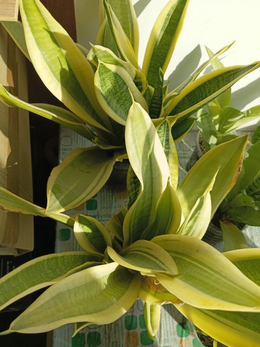 Сансевиерии, обмен