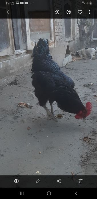 Жерси гигант жужа хуроз сотилади 500 минг