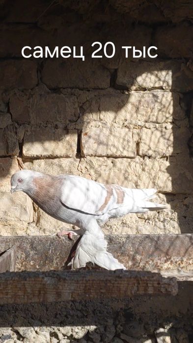 Голуби игровых кровей