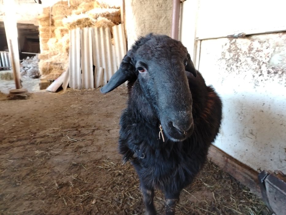 Qo'chqor qo'zi sotiladi