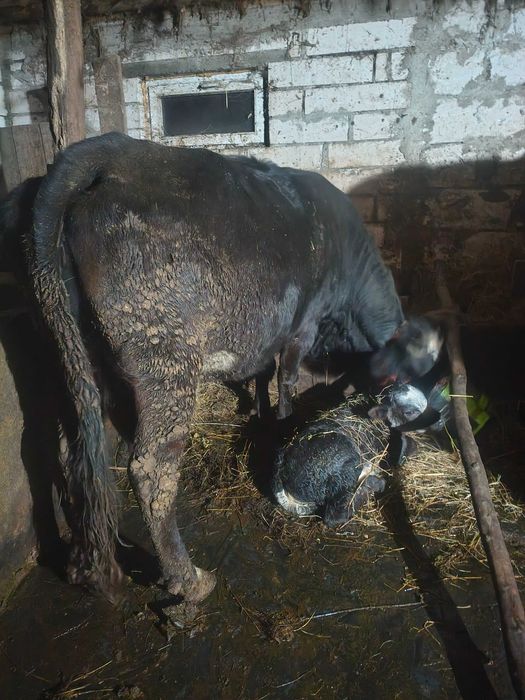 Vând vacă de 5 ani cu vițea belgiană