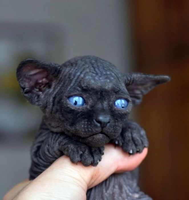 Канадский сфинкс продается браш велюр черный с синими глазами