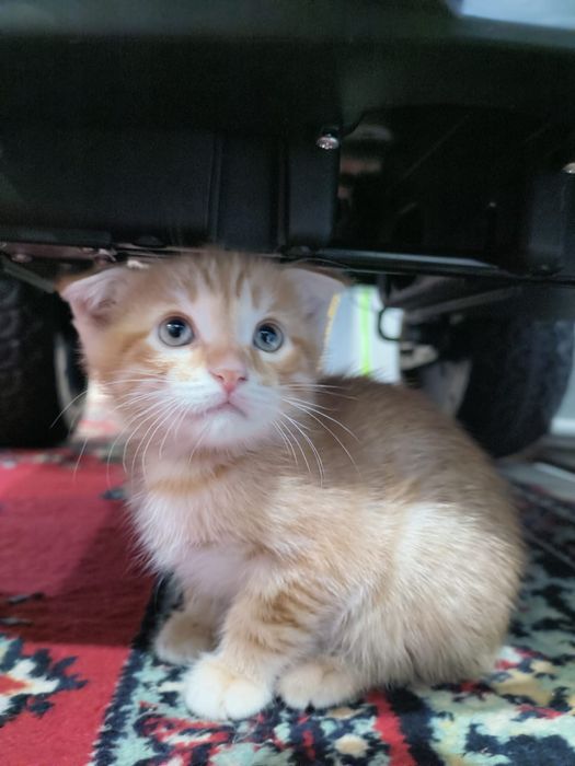 Отдам котят в добрые руки