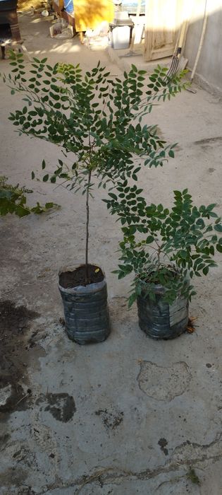 Бундук канадский кучатлари сотилади