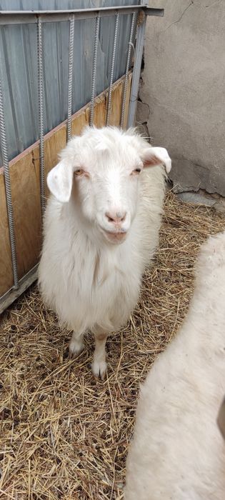 Продам племя коз