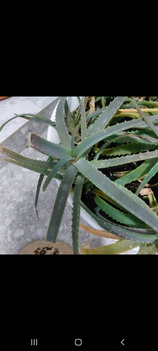 Продам алоэ продаю продаю