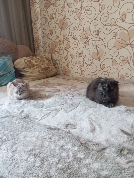 Две кошечки.Отдам в добрые руки