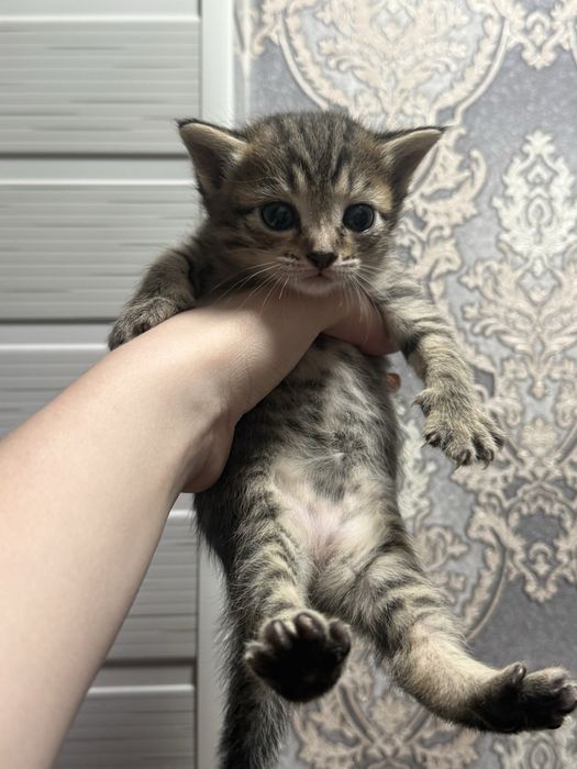 Котята бесплатно