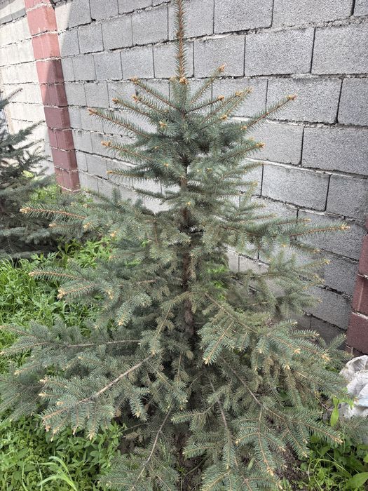 Продам сизы