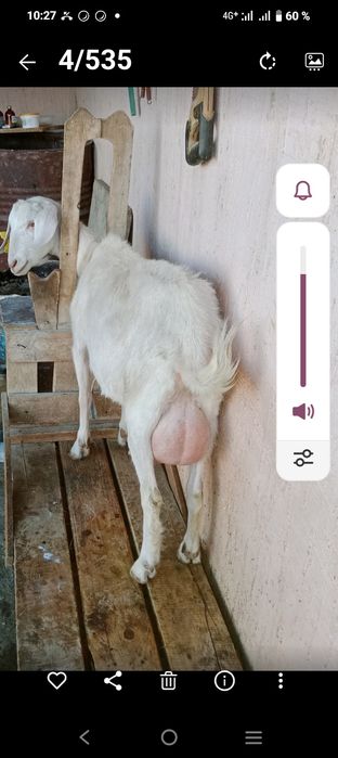 Сауынды 1 тума ешкі сатылады.